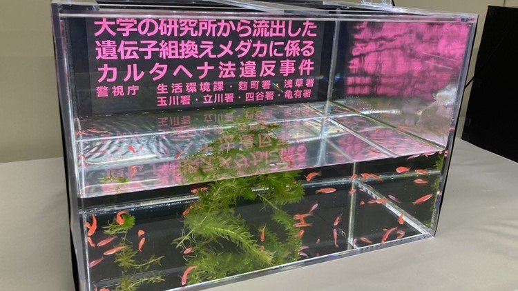 押収された遺伝子組み換えメダカ(8日午前 麹町署)