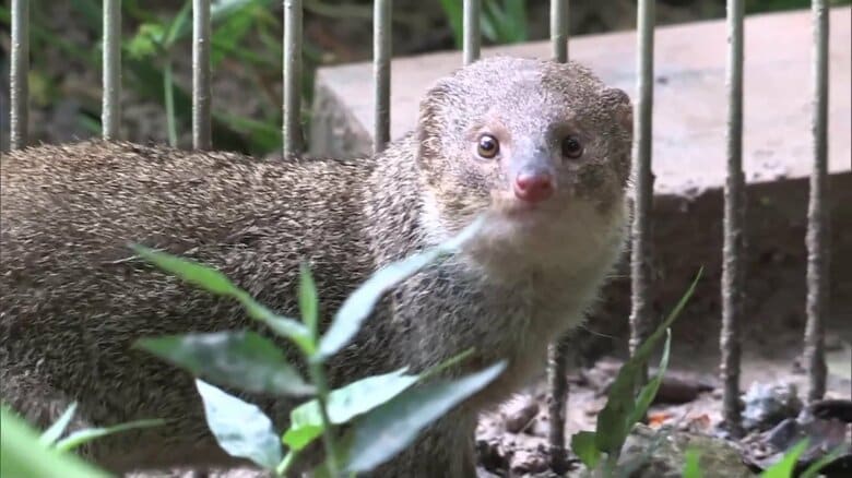 奄美大島ではマングースの根絶宣言が出された　2024年9月