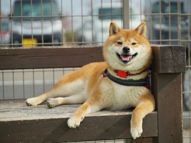 ドッグランで休憩中のきなこちゃん