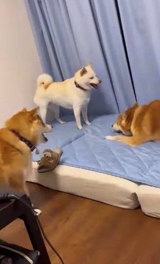 提供：柴犬ポポ(7)リブ(4)ラム(4)さん