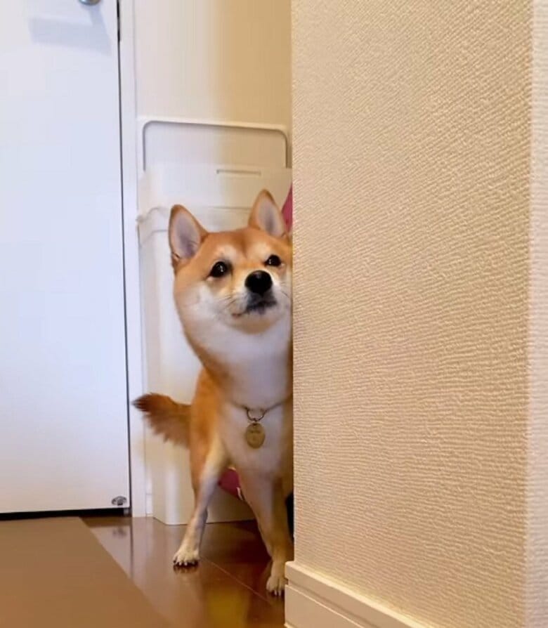 シャンプーから逃れようと隠れているつもり