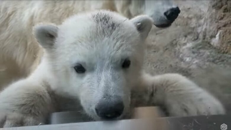 ゆめちゃん（旭川市旭山動物園公式YouTubeより）