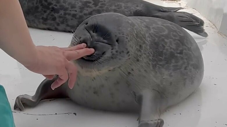 顔をムギューとする様子。その3（提供と撮影：ガッチリカさん）