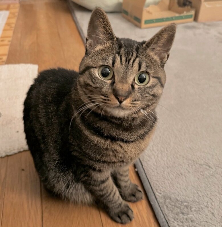 アテチちゃん