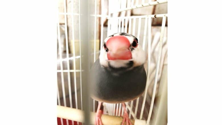 レモンちゃんのお蔭で会話が増えた