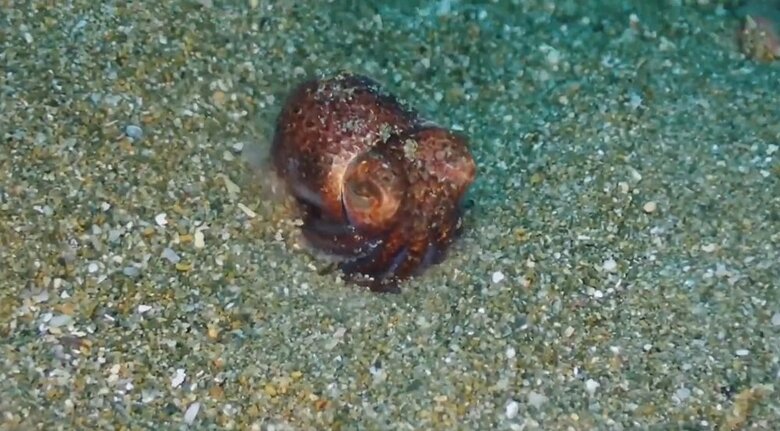 砂に潜るミミイカ（画像提供：村井智臣さん）