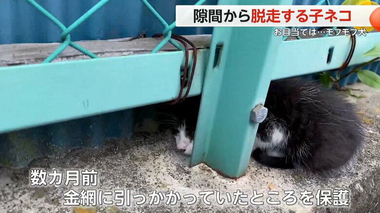 数カ月前、金網に引っかかっていたところを保護されたアミくん