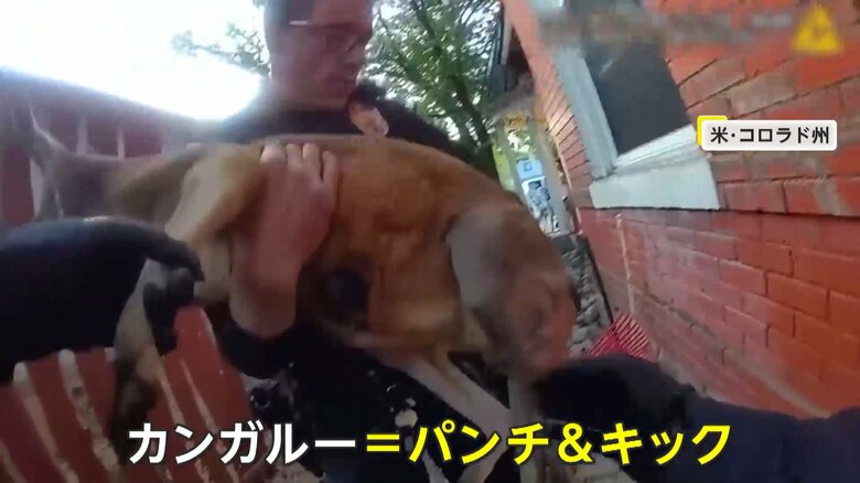 暴れることなく穏やかに確保されたカンガルー（5月27日、アメリカ・コロラド州の住宅街）