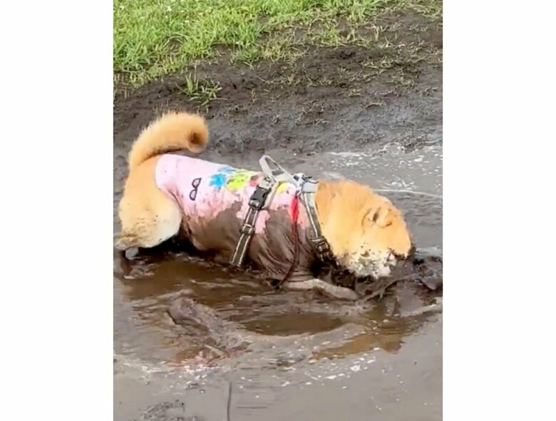 提供：柴犬まるやん日記さん