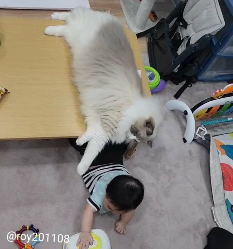 提供：ロイ(Roy)くん@ラグドールさん