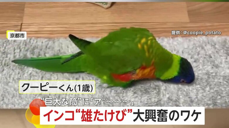 飼い主にもらった大きな筒に雄叫びを上げ、大興奮するインコ（京都市）