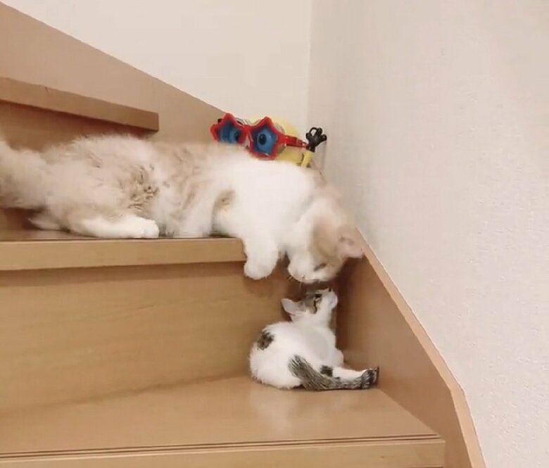 下を覗くまゆちゃん