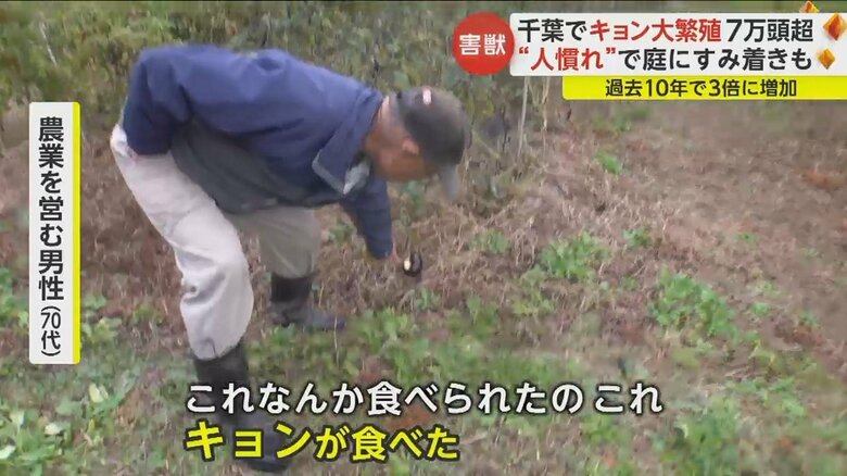キョンにナスを食べられたという