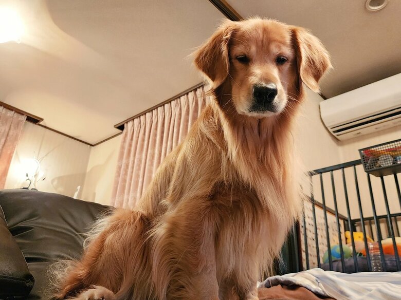 自分のベッドを取られた時（提供：Charlotte@ゴールデンレトリバーさん）