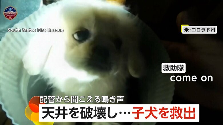 真っ暗な換気口に落ちてしまった生後3カ月のアーチー君