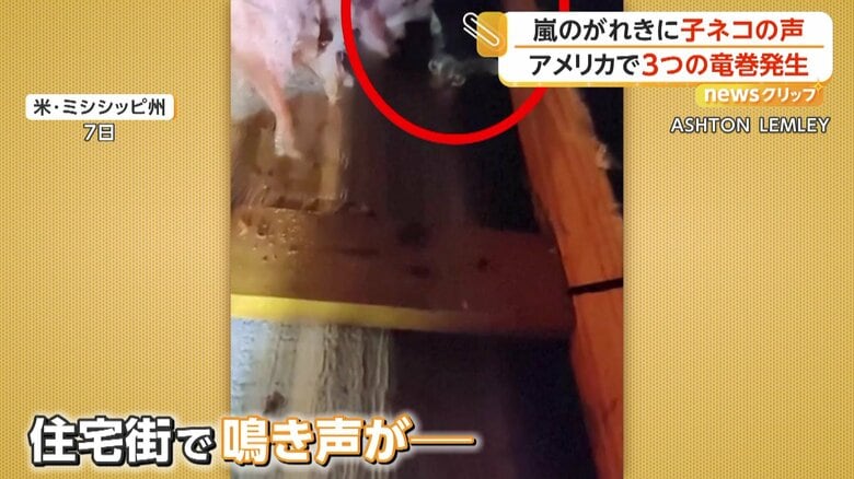 何かの鳴き声を聞きつけ、あたりを捜索していた男性（7日、アメリカ・ミシシッピ州）