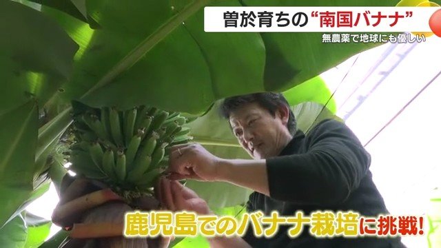 「地域を元気にしたい」　鹿児島の農家が描く国産バナナで健康な未来