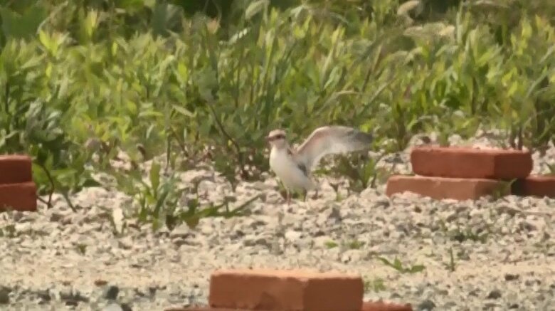 羽根を広げる コアジサシのひな