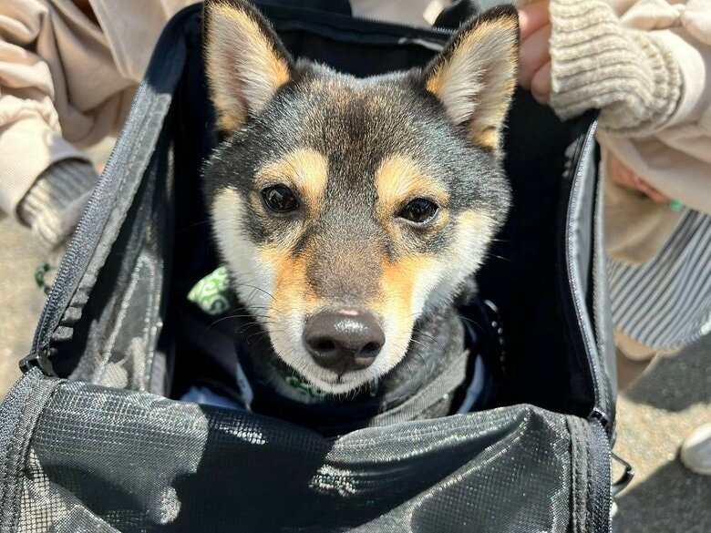 リュックに入ってお出かけ　公園に到着
