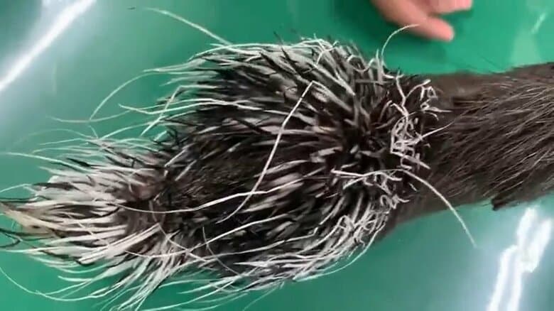 上から見たヤマアラシの赤ちゃんの様子