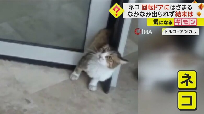 回転ドアのすき間から頭を出しているネコ