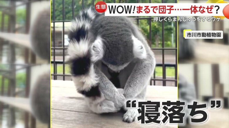カメラの前で“寝落ち”する様子もみられるなど気ままな生活をするワオキツネザルたち