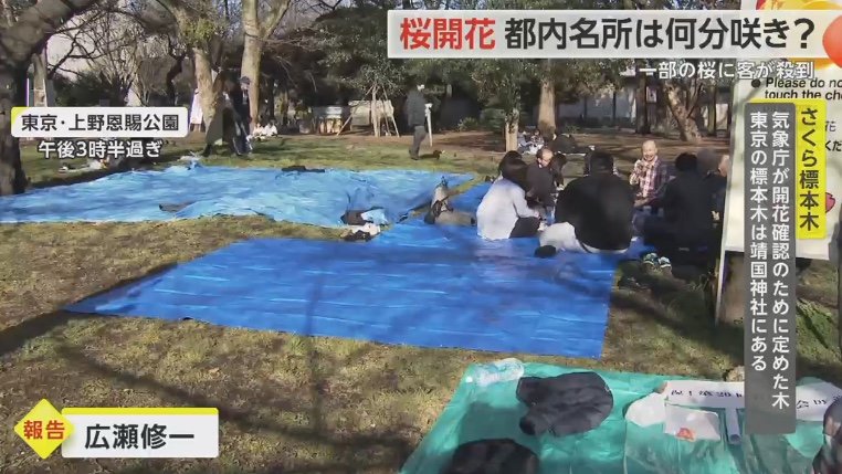 上野公園　場所取りのブルーシートがたくさん敷いてあった