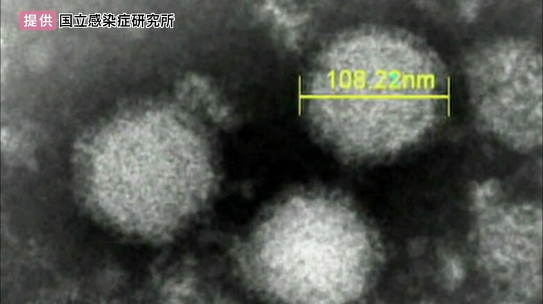 SFTSウイルス（国立感染症研究所）