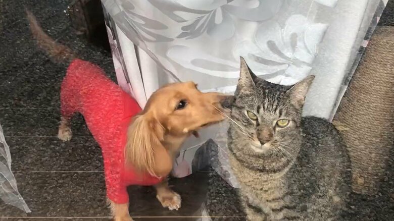 帰ると出迎えてくれる