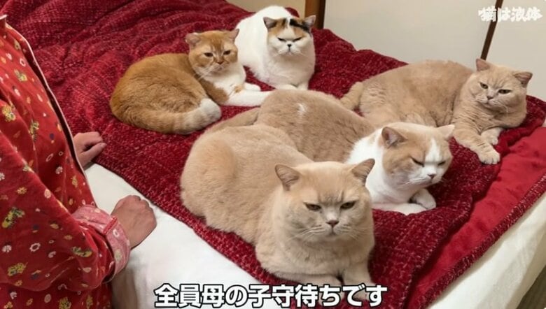 お母さんのベッドに大集合