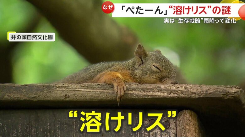 まるで暑さでリスが溶けているようだと話題に