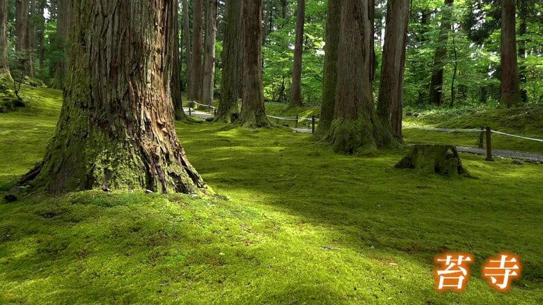 ふかふかの緑色のじゅうたんのように広がるコケ