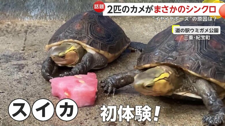 2匹のカメにとって初めて口にするスイカ