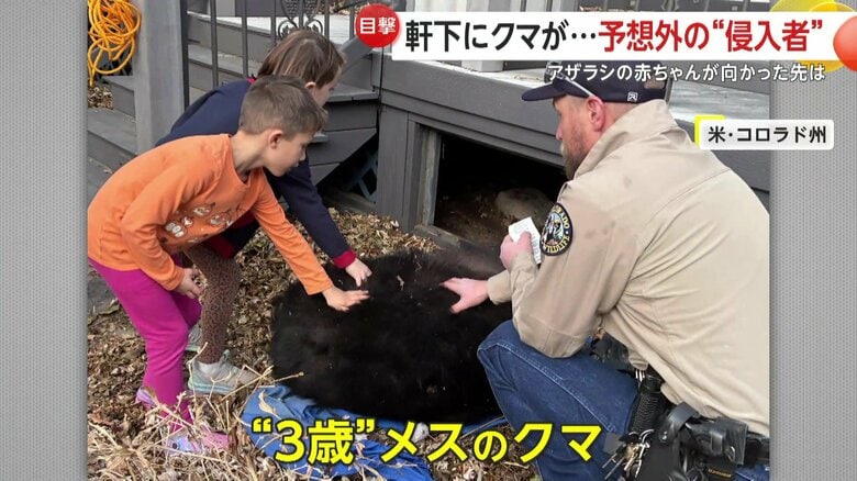 麻酔で眠らせて引きずり出された推定3歳のメスのクマ（10日、アメリカ・コロラド州）