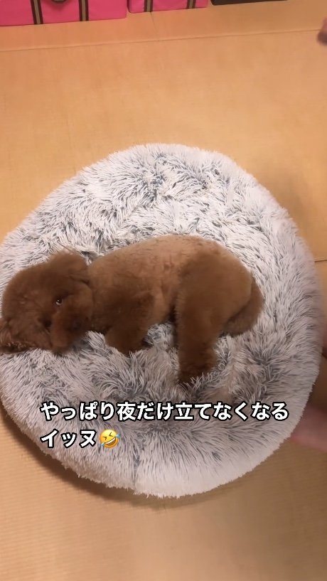 提供：Leo トイプードルさん