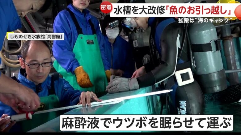、1番の強敵となるのが鋭い歯を持つ“海のギャング”ことウツボ