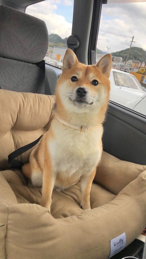 提供：shiba_mugi_さん