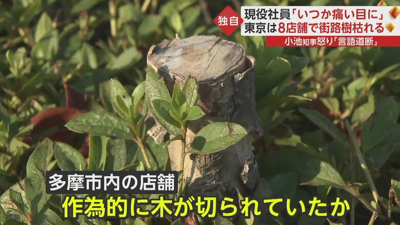 多摩市内の店舗では作為的に木が切られたか