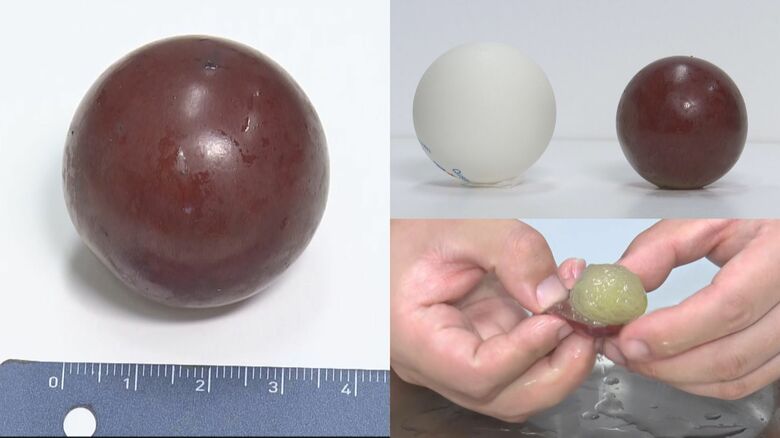 実の大きさはピンポン球と比べても遜色ない 皮をむくと果汁があふれ出す