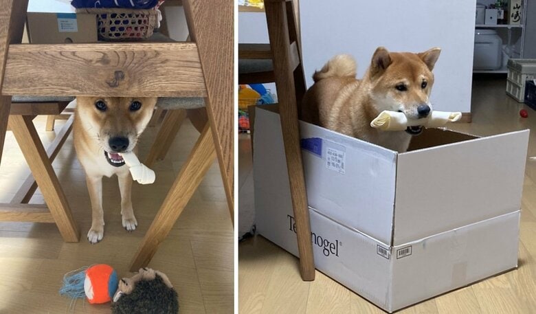 左は通常サイズの骨ガムを食べる琥太郎くん。右と比べると大きさの違いがよくわかる…