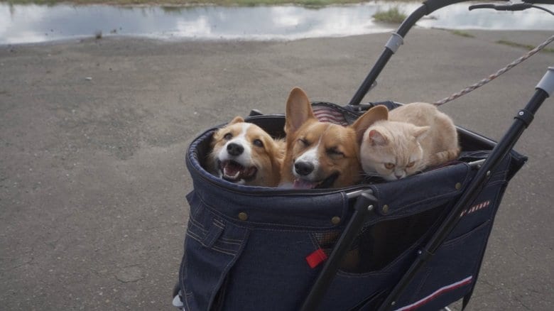 3匹一緒にカートに乗って散歩