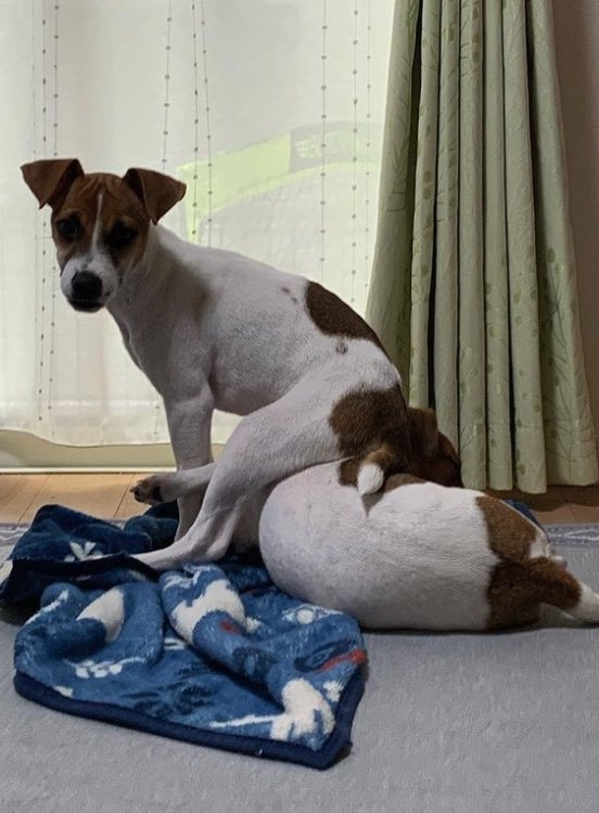 提供：あずもなさん