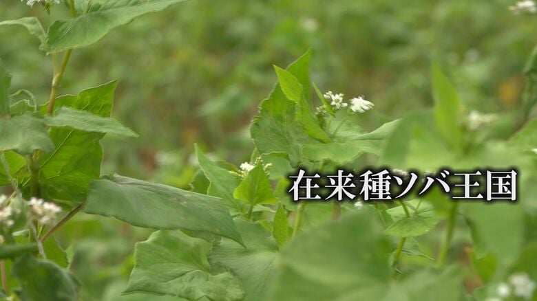 地域ごとに在来種がある福井のソバ産地