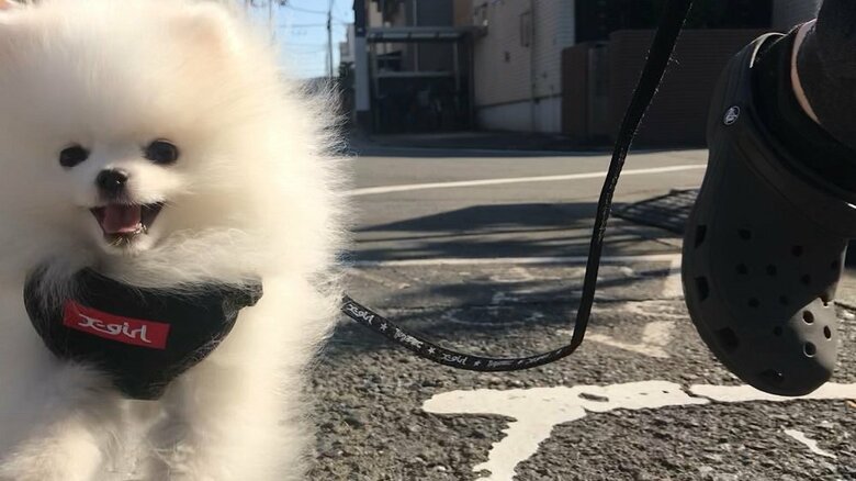 初めての散歩の様子