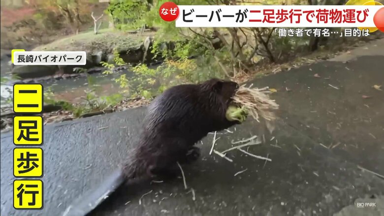 二足歩行で干し草などを運ぶビーバー（映像提供：長崎バイオパーク）