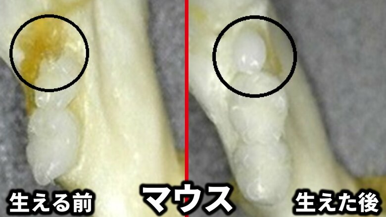 「歯生え薬治験開始」先天性無歯症マウスに歯が「生える前」と「生えた後」