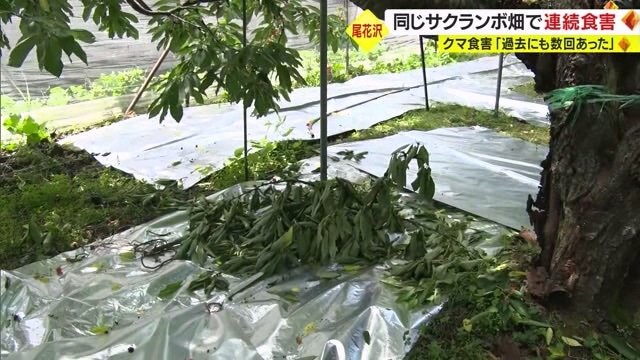折られた枝が無残な姿で