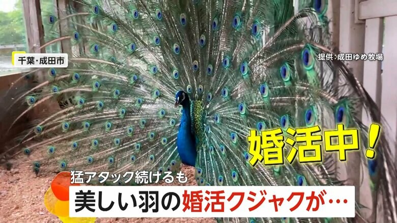 婚活中の姿が話題となったオスのクジャク（千葉・成田市）