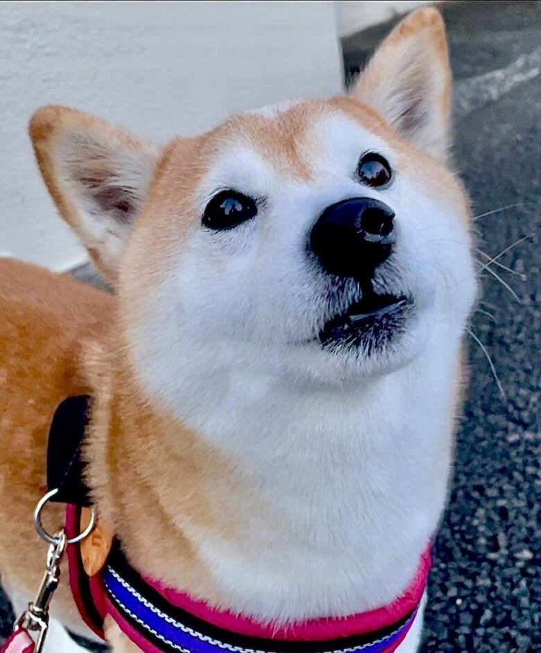 「お菓子くれないの？」