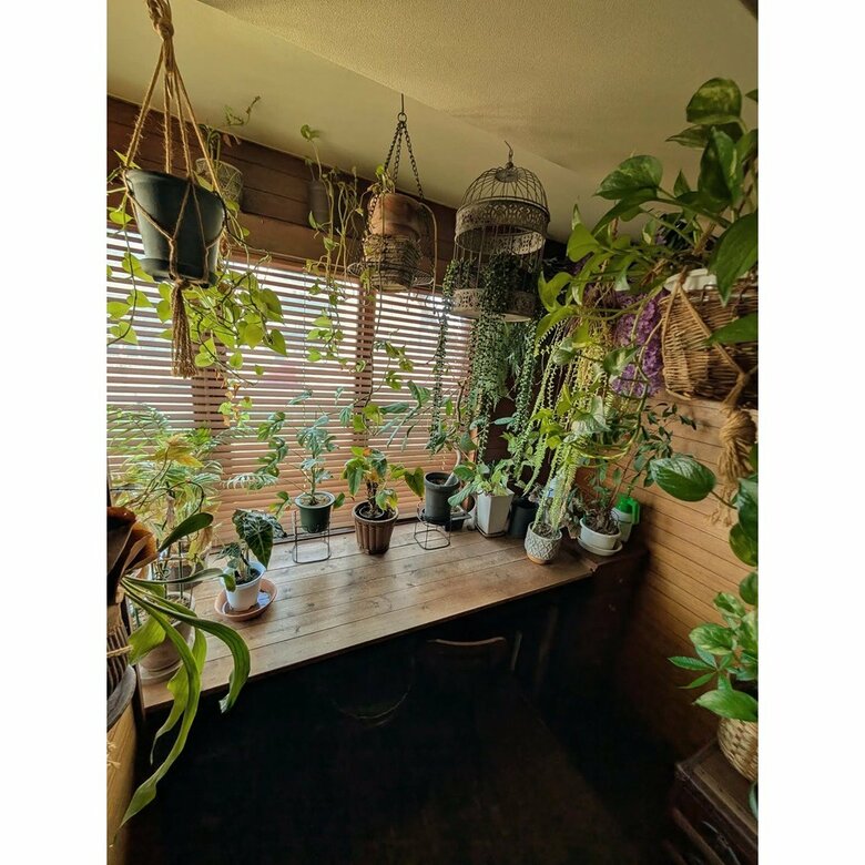 観葉植物にもこだわりが感じられる